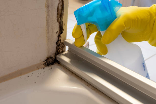 Why You Should Choose Our Mold Remediation Services in Chipley, FL